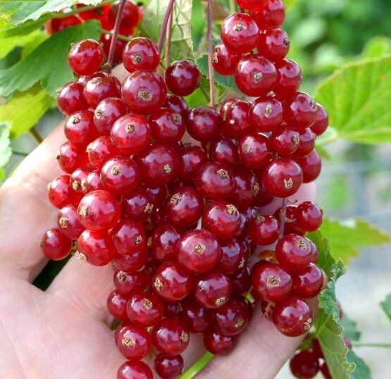 Jāņoga 'Jonkheer von Tets'